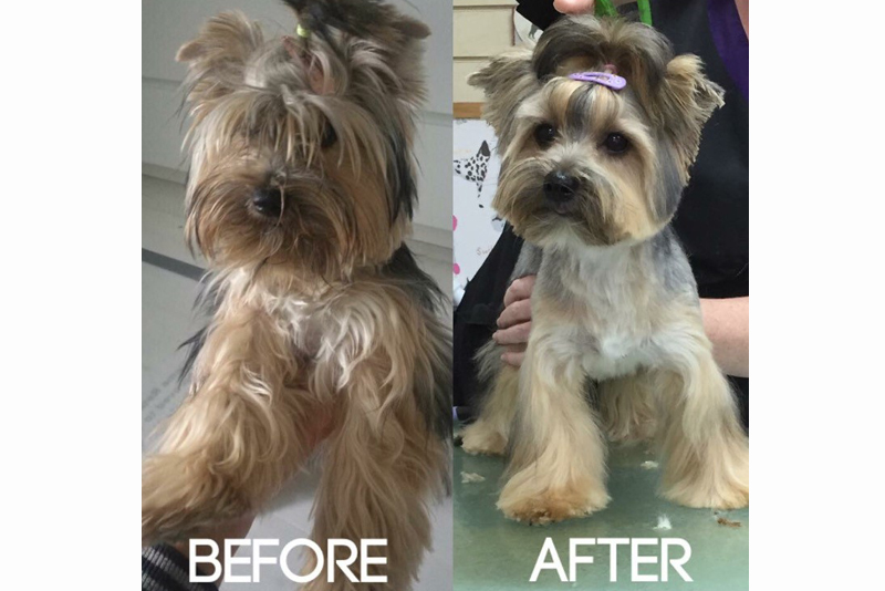 2019 Dog Friendly Best Groomers Winner