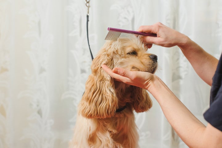 Groomers