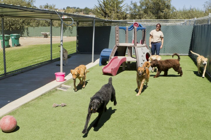 Dovarts 2025 dog kennels