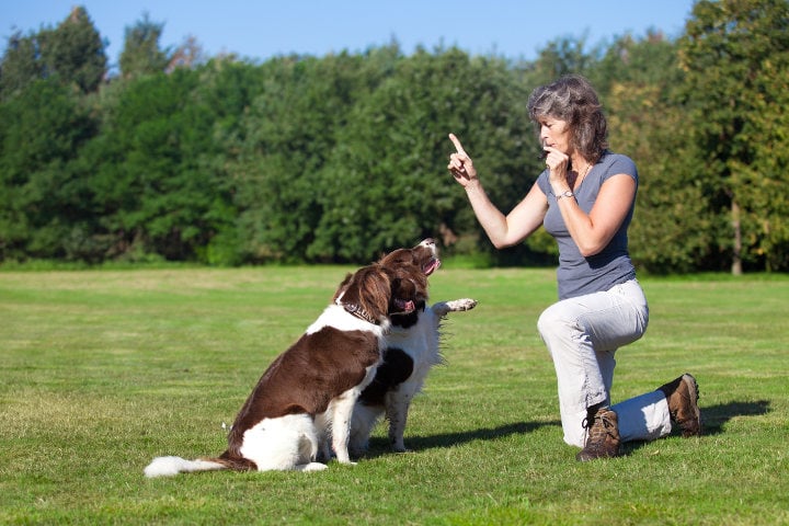 Rossway store dog training