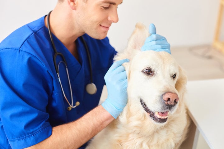 ALDER VETERINARY HOSPITAL Dog Friendly Vets Well Being