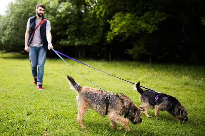 Sandbach best sale dog walkers