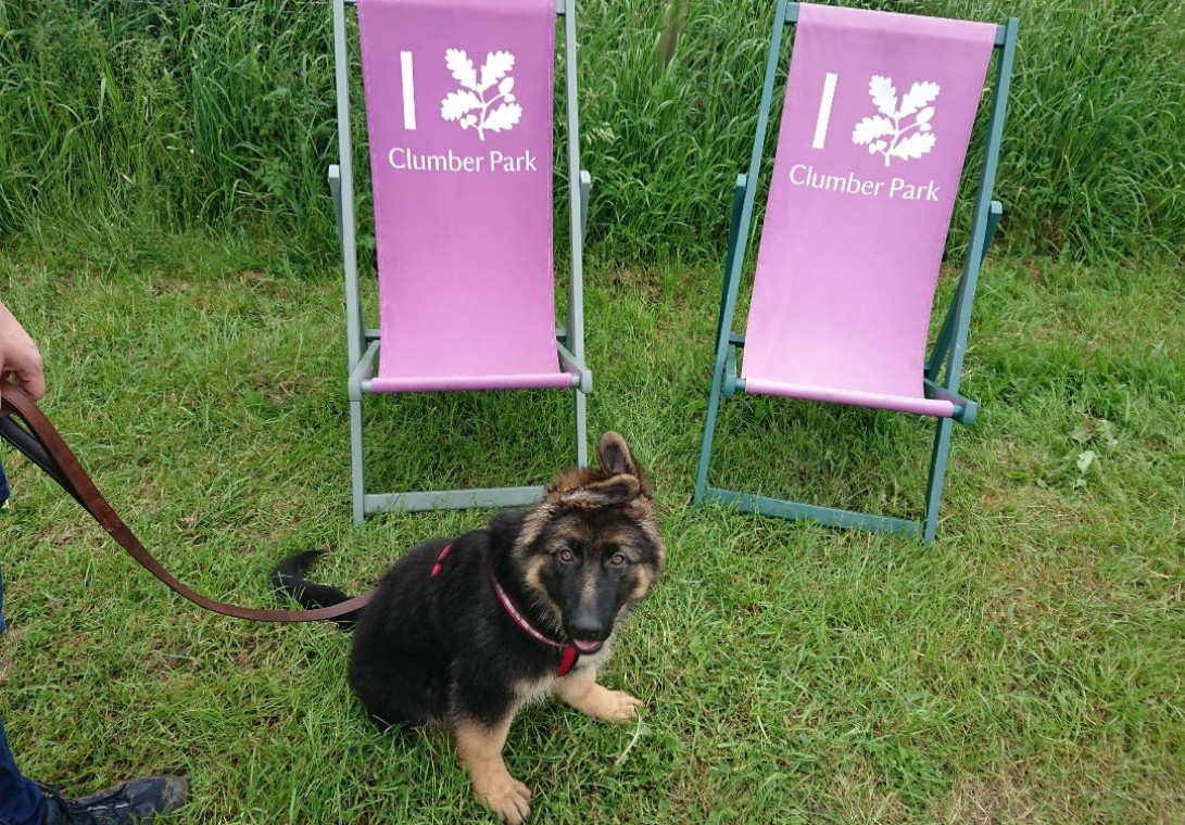 can dogs go off lead at clumber park