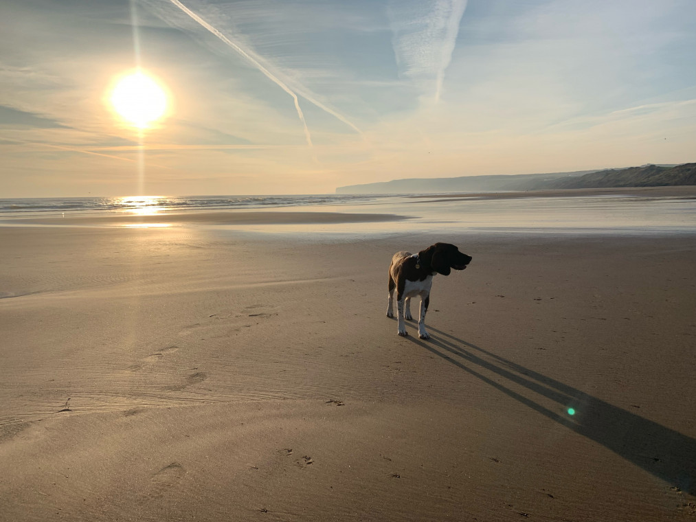 does filey beach allow dogs