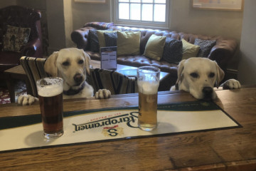 dog pubs waggon dogfriendly