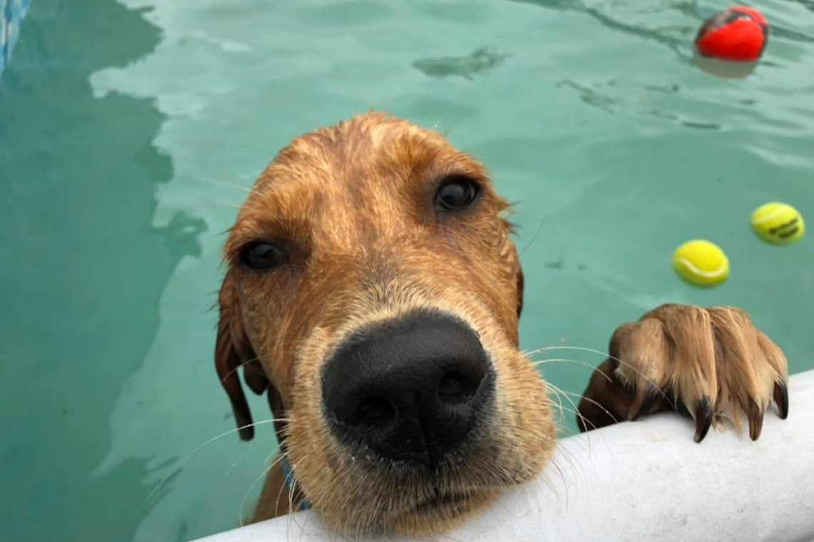 Soggy Doggy Pool Day