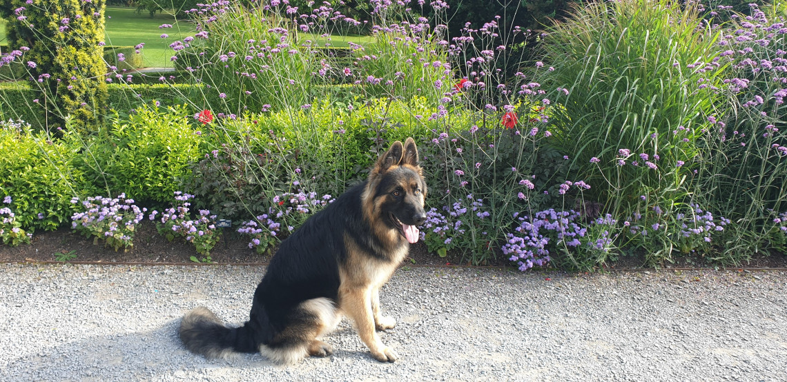 are dogs allowed in bodnant gardens