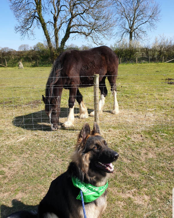 Dyfed Shire Horse Farm Dog Friendly Days Out