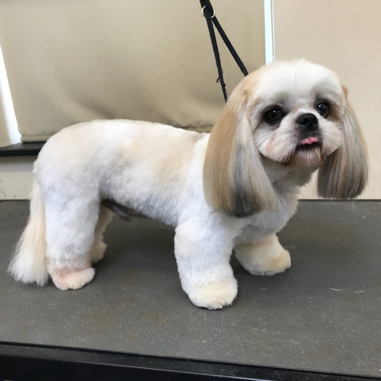 Shih tzu best sale grooming bramley