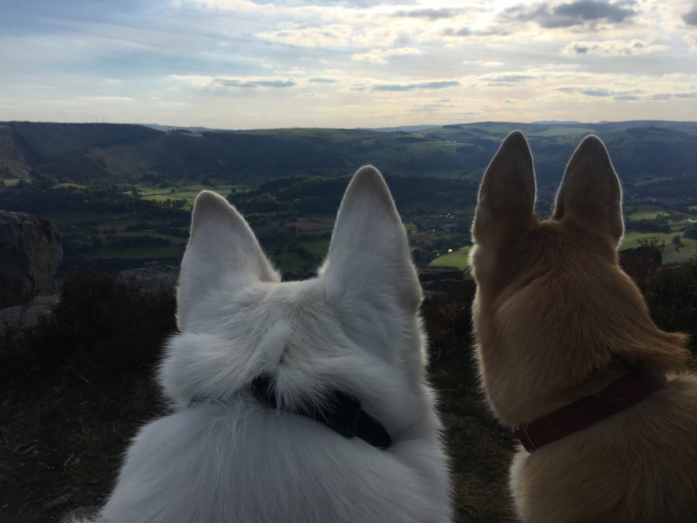 wild cherry kennels