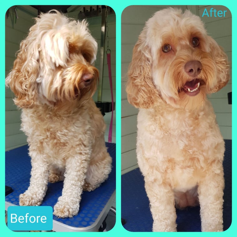 Cockapoo grooming best sale