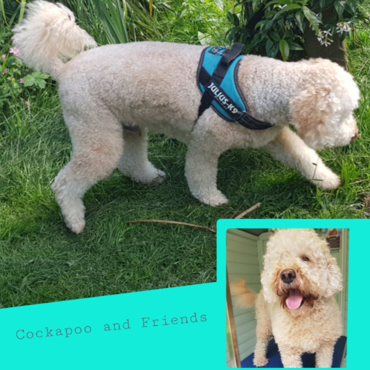 Julius sales k9 cockapoo