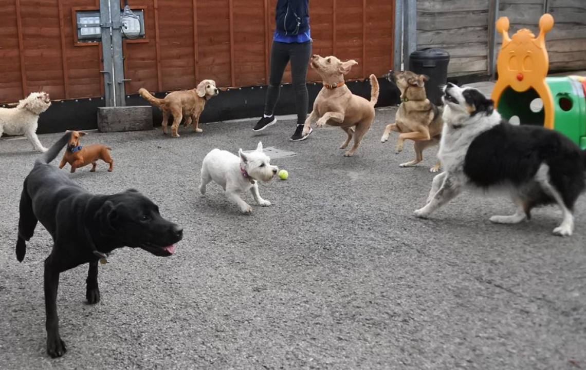 Swinton dog sales day care