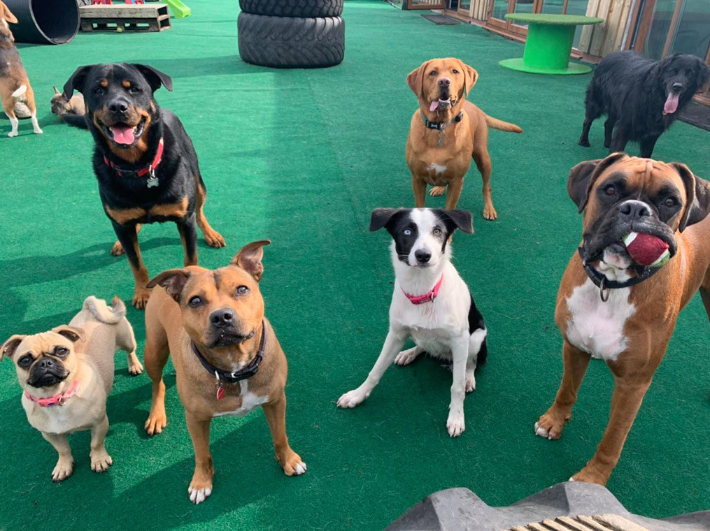 Four acres sale doggy day camp