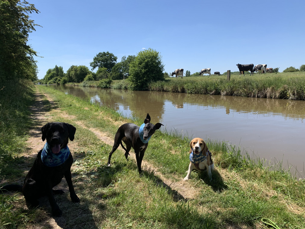 Welcoming Two new dogs - Dog Dayz Dog Care & Training Inc