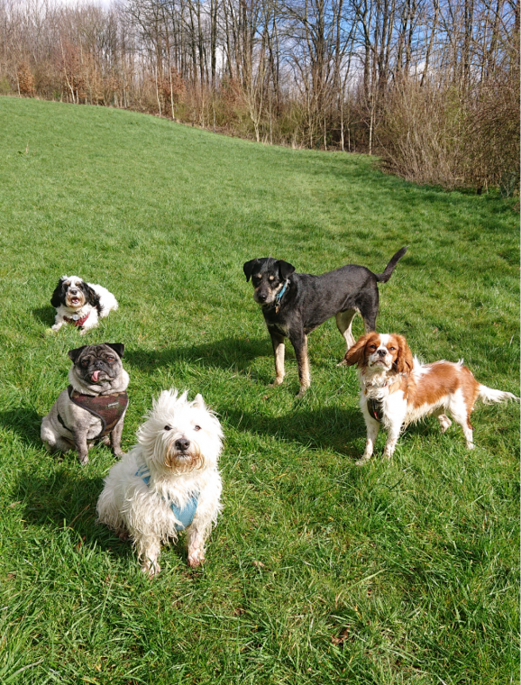 Poppy and pals pet best sale care ltd