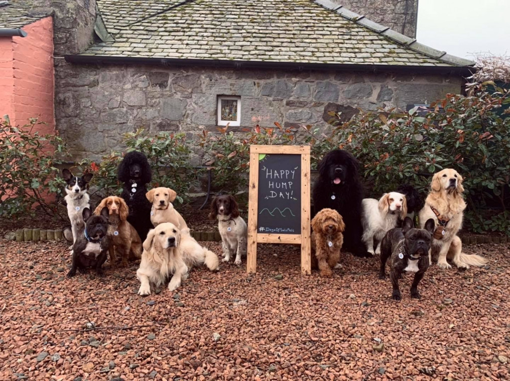 Pet pals boarding store kennels