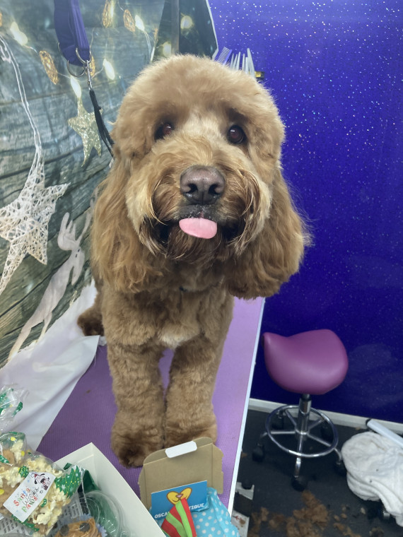 Wally's store poodle salon