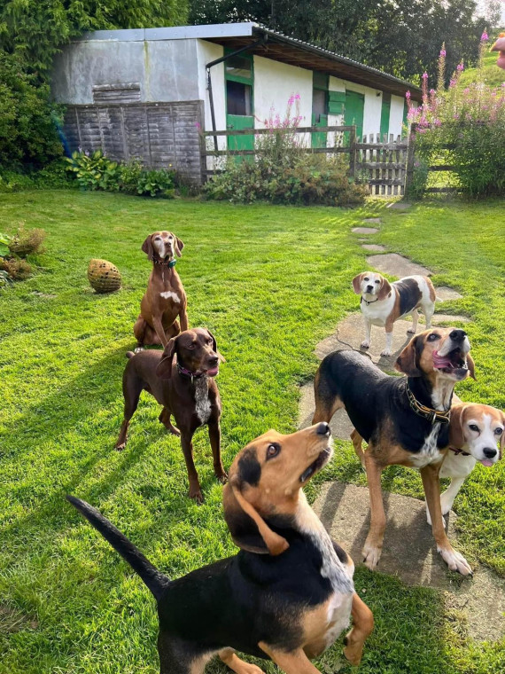 Cranmore store dog kennels