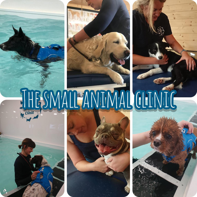 The Small Animal Clinic Dog Friendly Vets Well Being