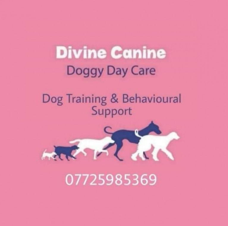 Dog Boarding  Divine Canine