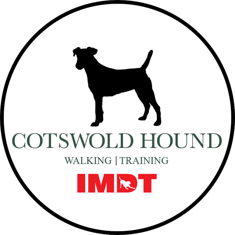 Hound dog hot sale training