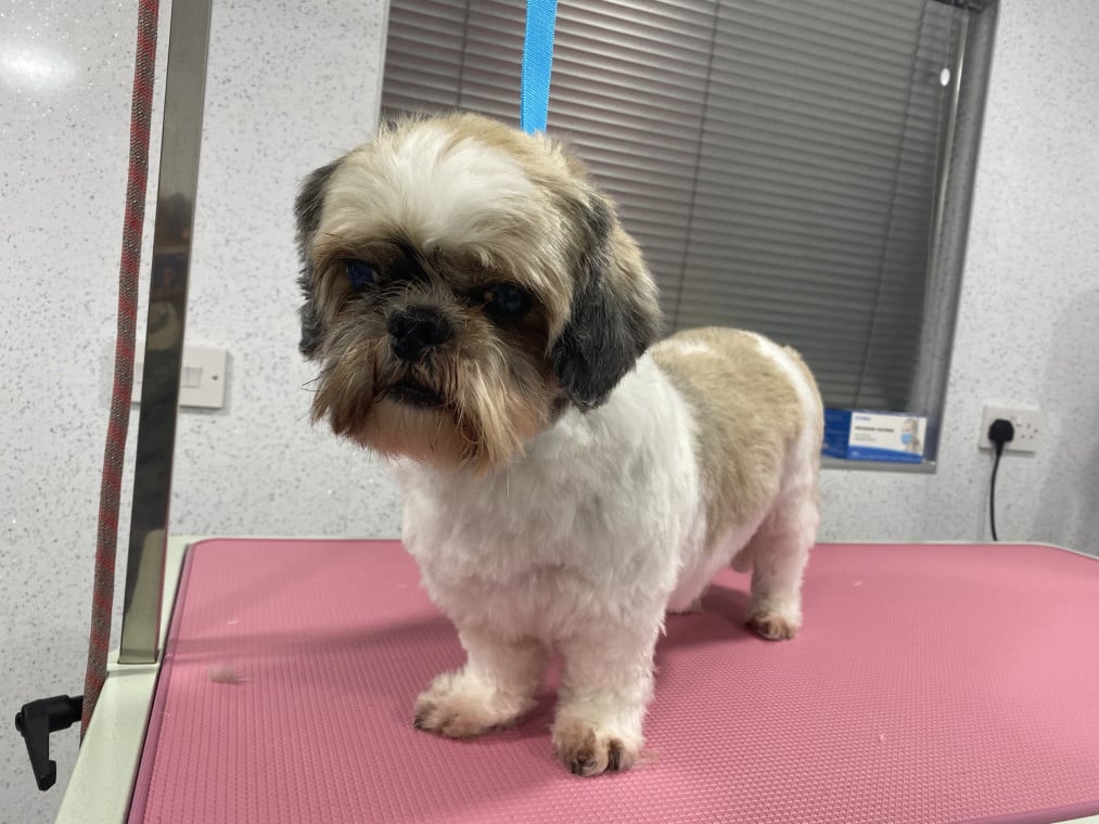 Shih tzu best sale grooming bramley