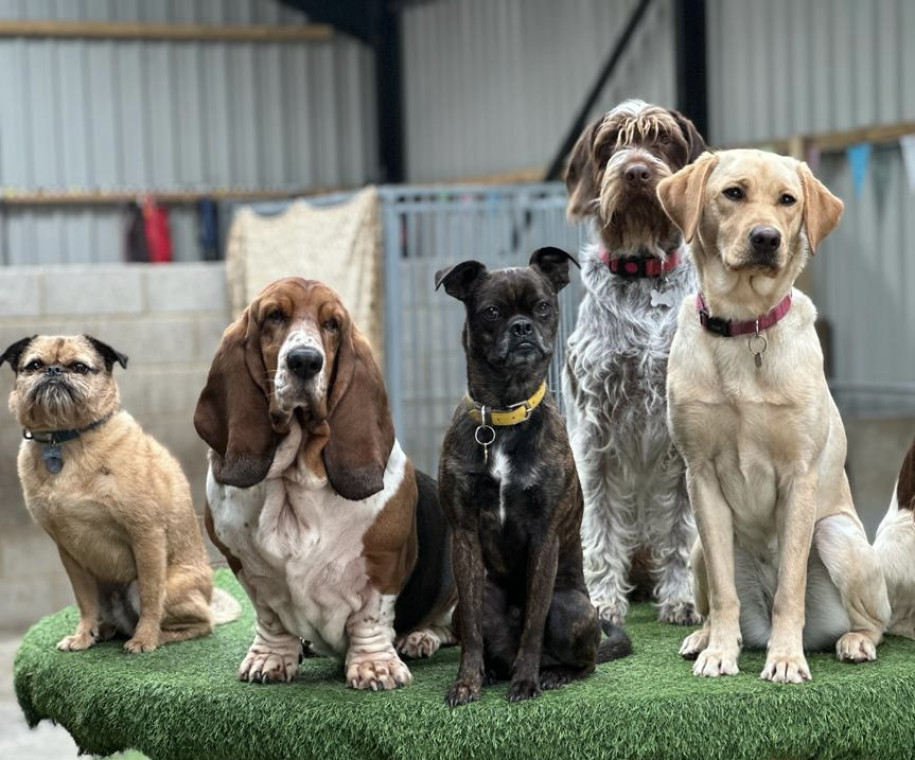 Puppy daycare sales